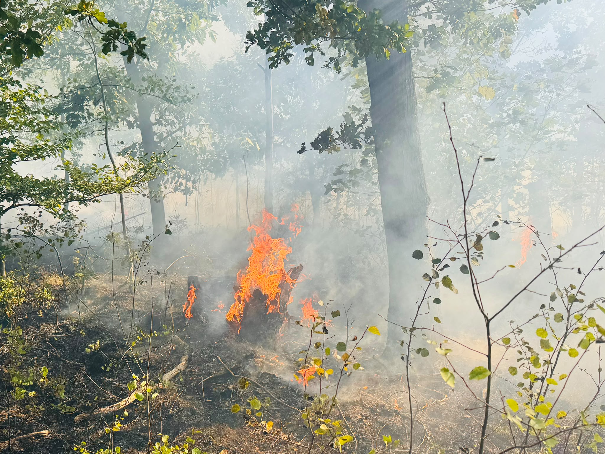Einsatzfoto Waldbrand Voigtsgrüner Wald