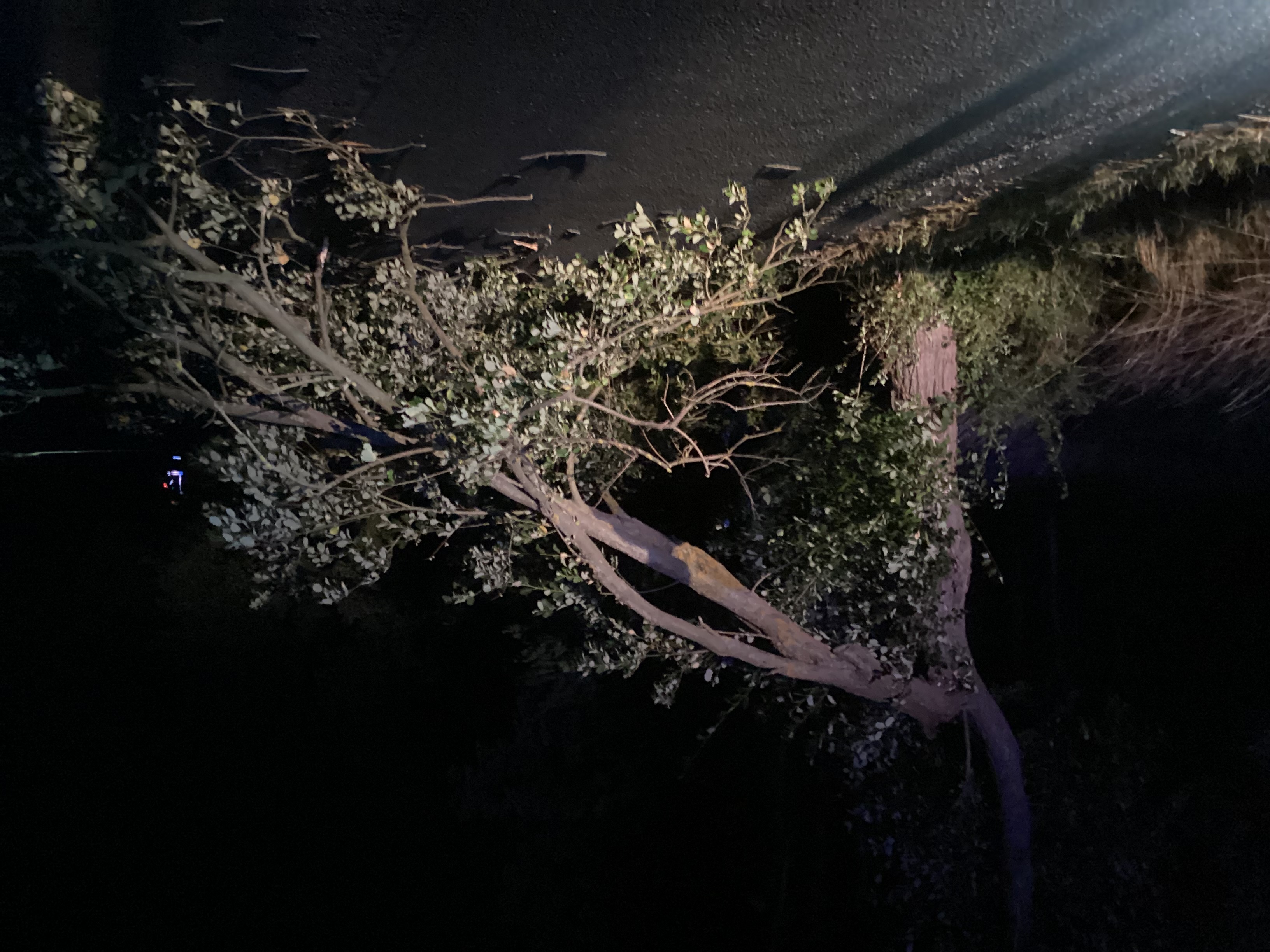 Einsatzfoto Baum auf Straße