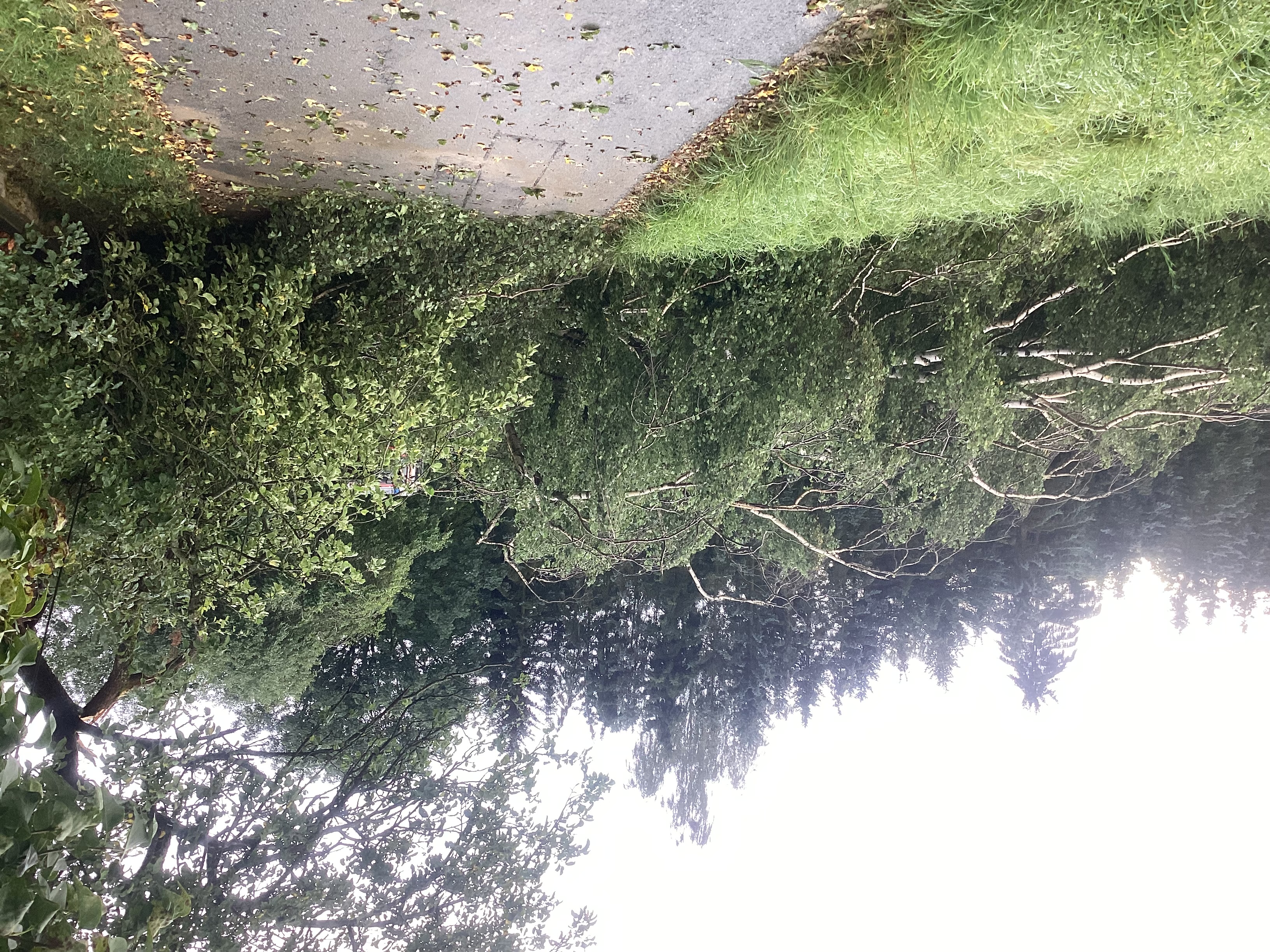 Einsatzfoto Baum auf Straße