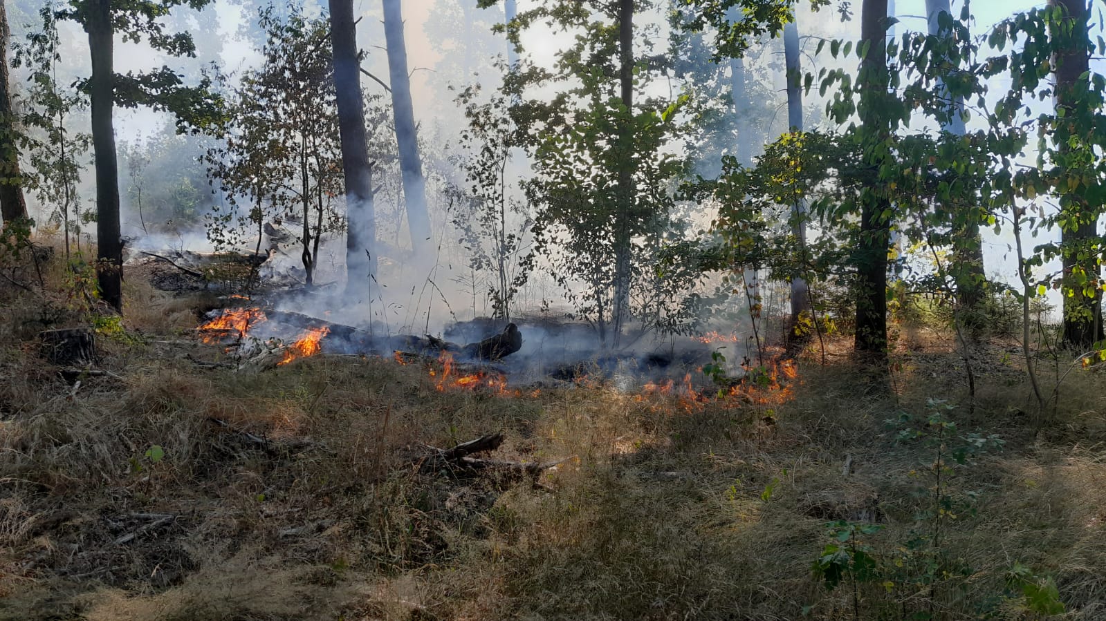 Einsatzfoto Waldbrand Schwarzes Holz