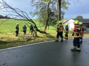 Baum in Stromleitung