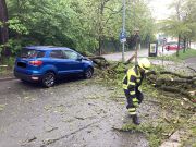 Baum über Straße