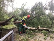 Baum auf Straße